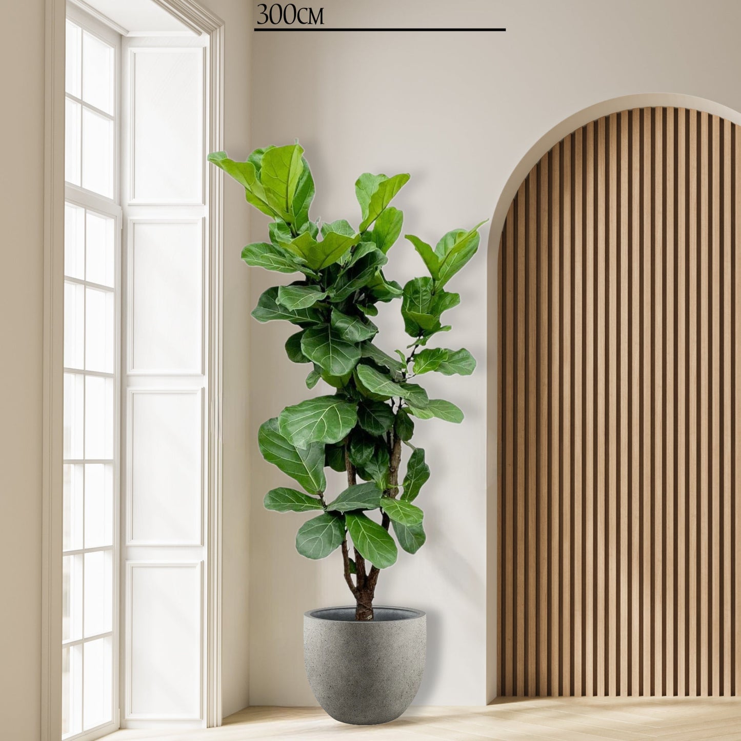 Ficus Lyrata vertakt XXXL 220cm tot 170cm