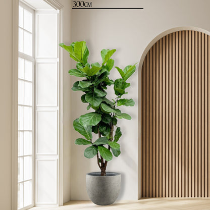 Ficus Lyrata vertakt XXXL 220cm tot 170cm