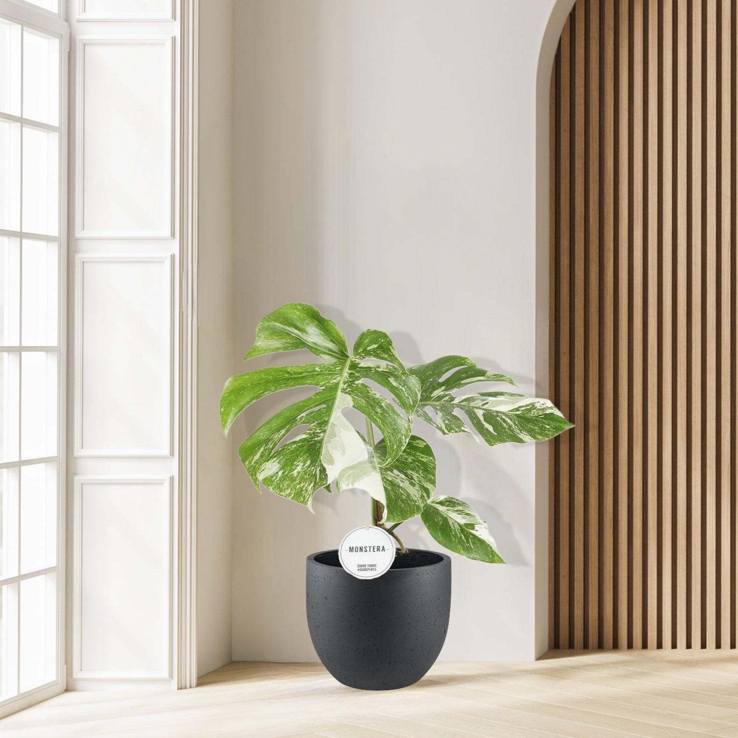 Monstera Deliciosa Variegata - Ø15cm - ↕45cm