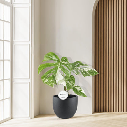 Monstera Deliciosa Variegata - Ø15cm - ↕45cm