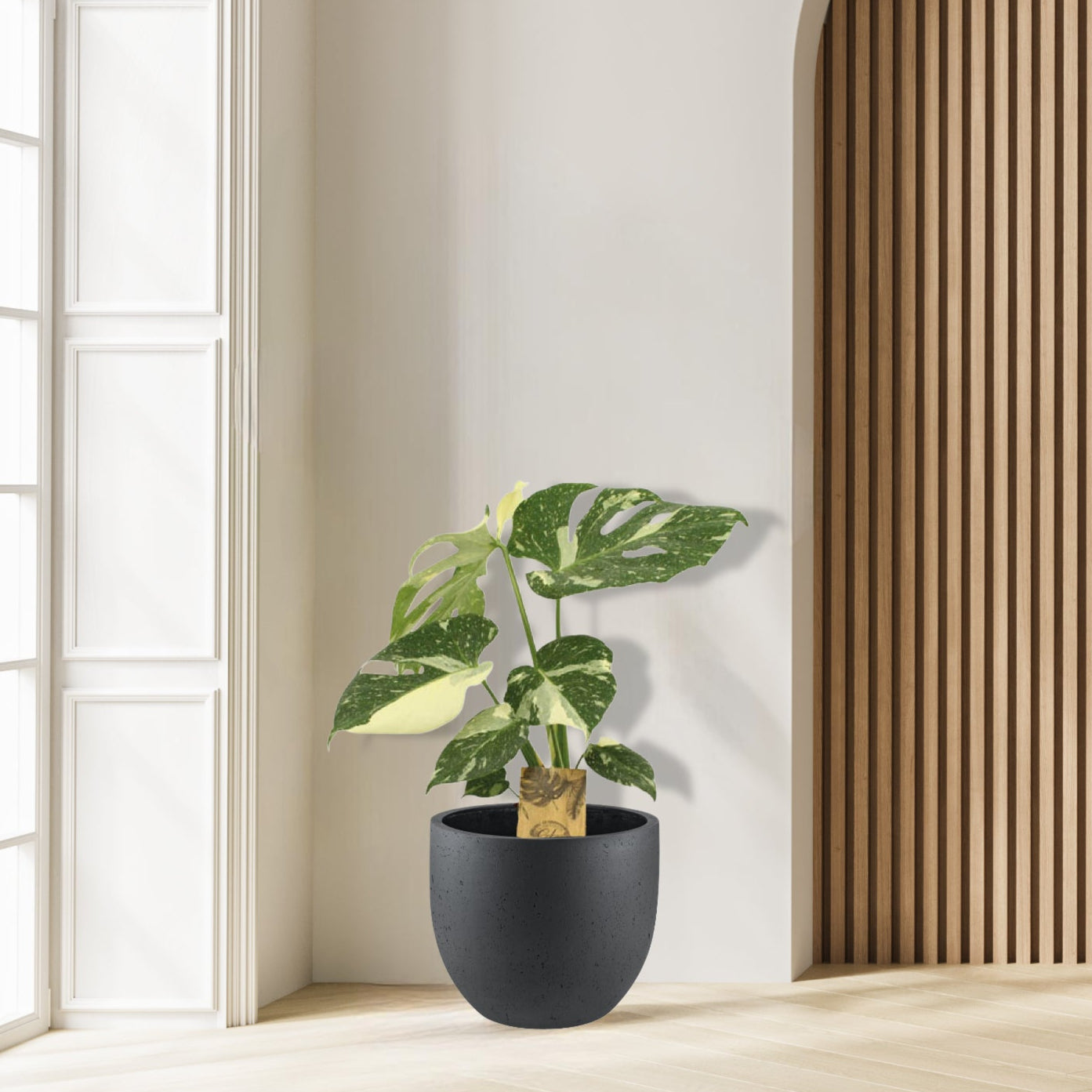 Monstera Thai Constellation - Ø15cm - ↕50cm