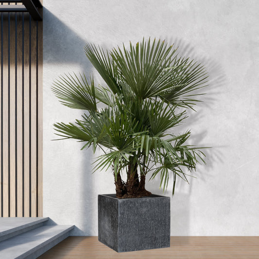 Trachycarpus multi stam - 230cm- Ø50