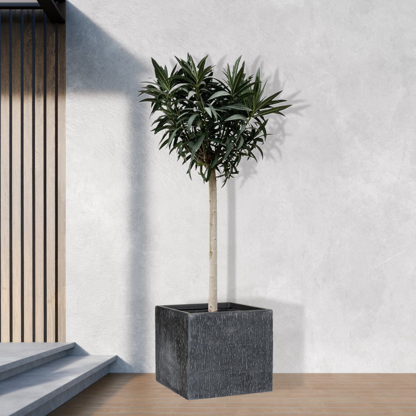 Nerium Oleander op stam met witte of rode bloem - 200cm