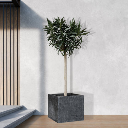 Nerium Oleander op stam met witte of rode bloem - 200cm