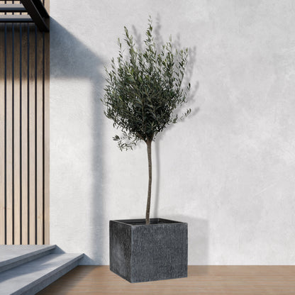 Olea Europaea op stam - 160cm- Ø24