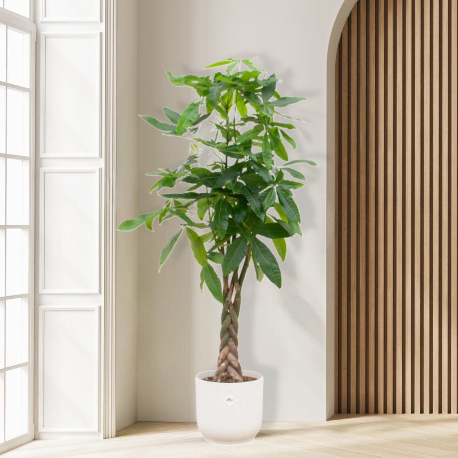 Combi deal - Pachira Aquatica inclusief elho Vibes Pot - 150 cm