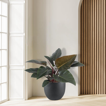 Philodendron Congo Red - Ø27cm - ↕80cm