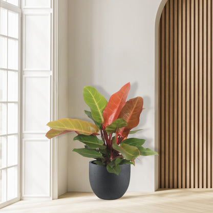 Philodendron Prince of Orange - Ø17cm - ↕45cm