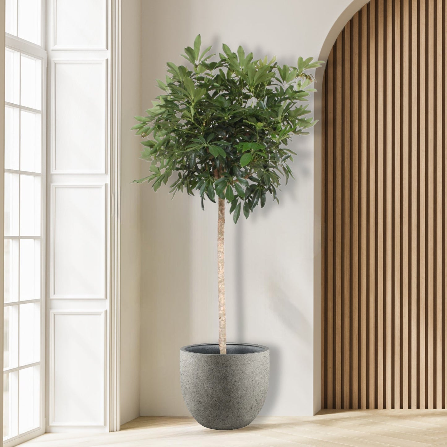 Schefflera Arboricola Compacta boom - 190 cm - ø45