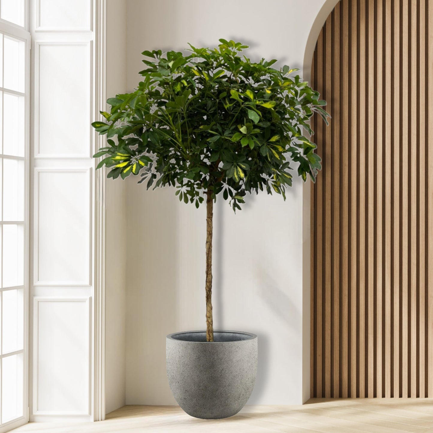 Schefflera Gold Capella stam - 180 cm - Ø45cm