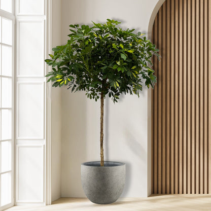 Schefflera Gold Capella stam - 180 cm - Ø45cm