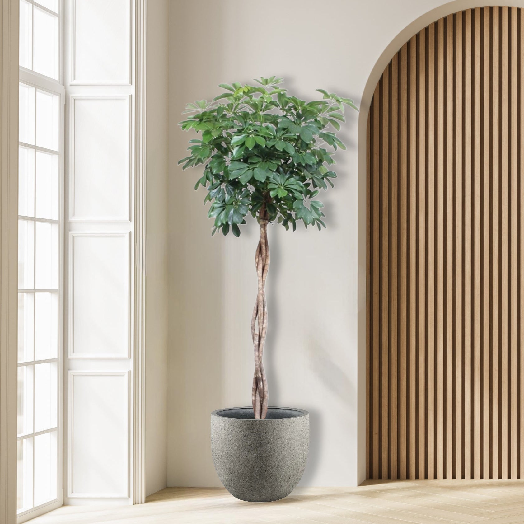 Schefflera Arboricola Compacta gevlochten stam