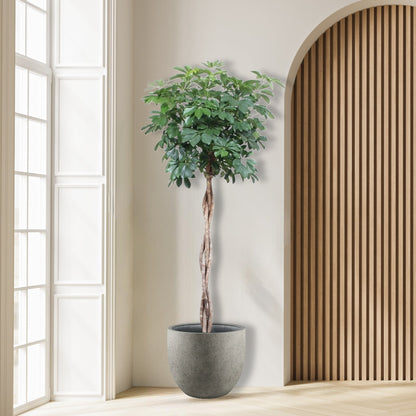 Schefflera Arboricola Compacta gevlochten stam