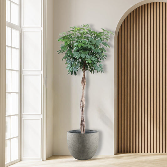 Schefflera Arboricola Compacta gevlochten stam