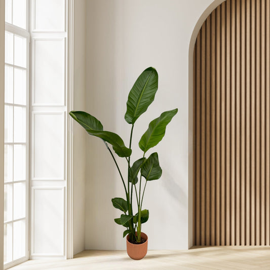 Strelitzia Nicolai inclusief elho Vibes Pot - 100 cm