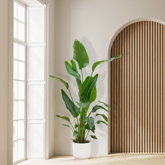 Strelitzia Nicolai inclusief Elho Vibes Pot 130 cm
