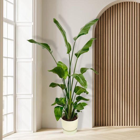 Combi deal - Strelitzia Nicolai inclusief Elho Greenville Pot - 180 cm
