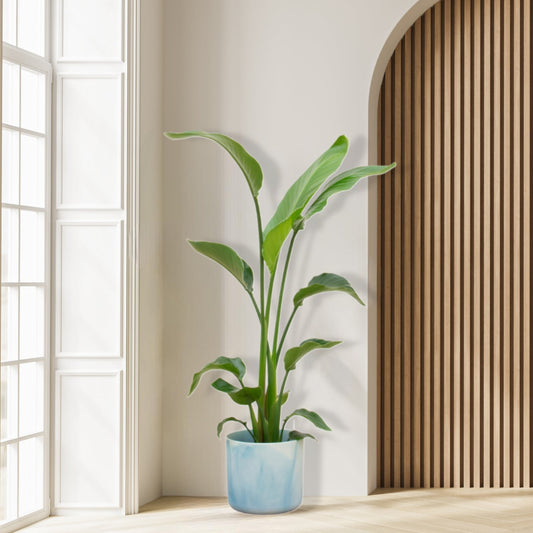 Combi deal - Strelitzia Nicolai inclusief Elho Ocean Round 120 cm