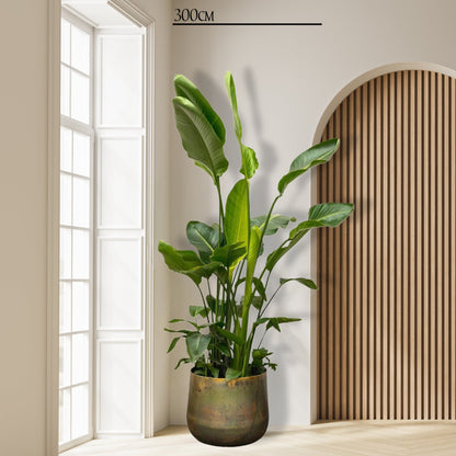 Strelitzia Nicolai XXL - 250 cm - ø50