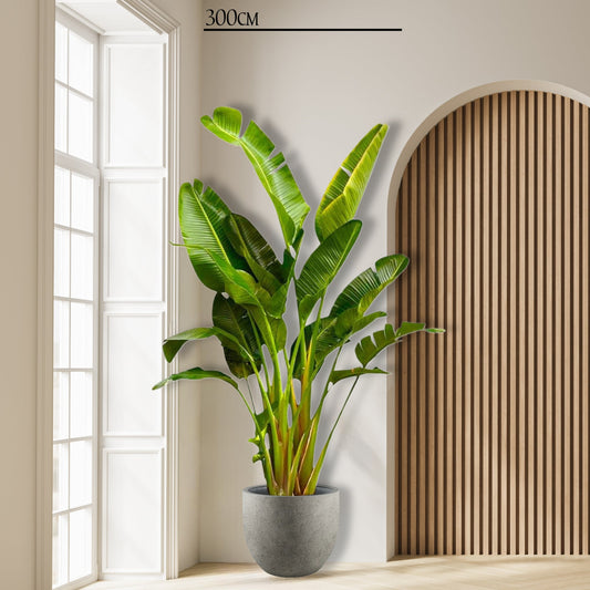 Strelitzia Augusta multi stam XXL - 250 cm - ø30-40