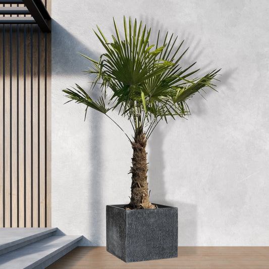 Trachycarpus Fortunei - 240- 270 cm - Ø55cm