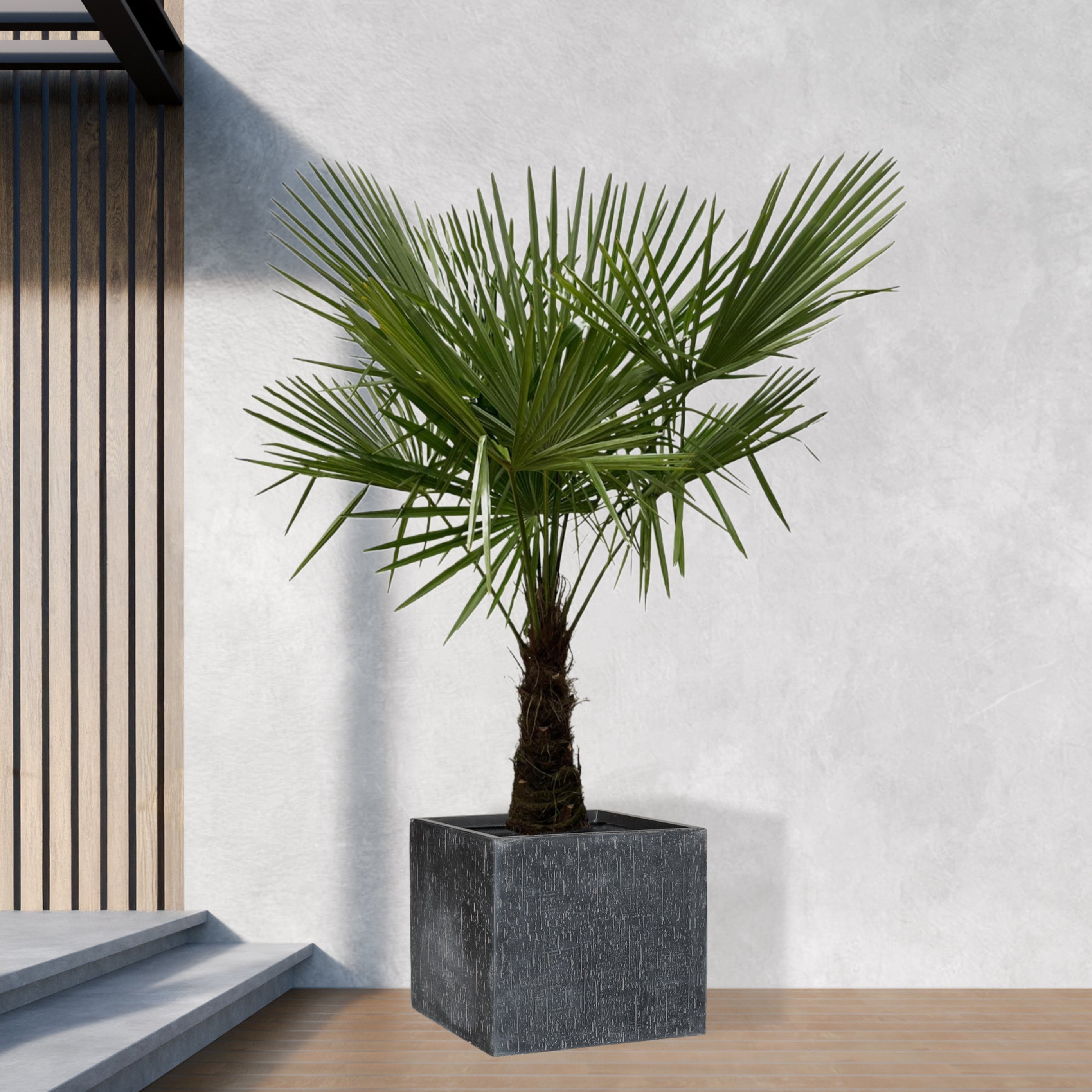 Trachycarpus Fortuneii - 160 tot 200 cm