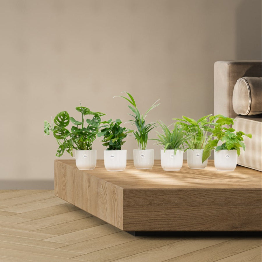 Verrassingsbox - 6 planten inclusief Elho potten