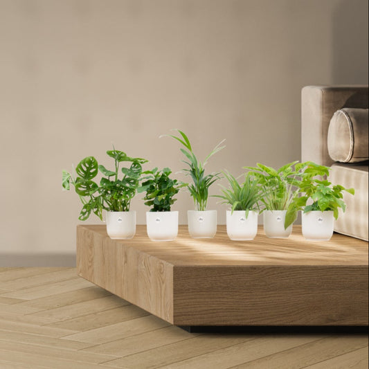 Verrassingsbox - 6 planten inclusief Elho potten