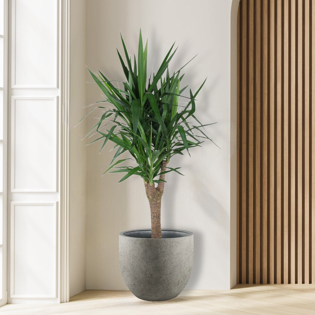 Yucca Elephantipe vertakt - 150 cm - ø31