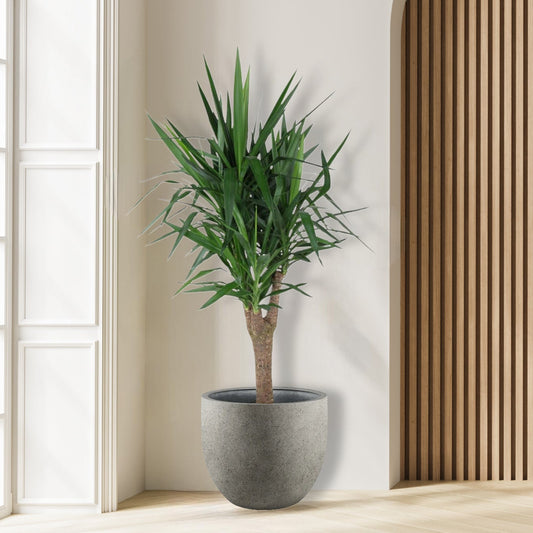 Yucca Elephantipe vertakt - 150 cm - ø31
