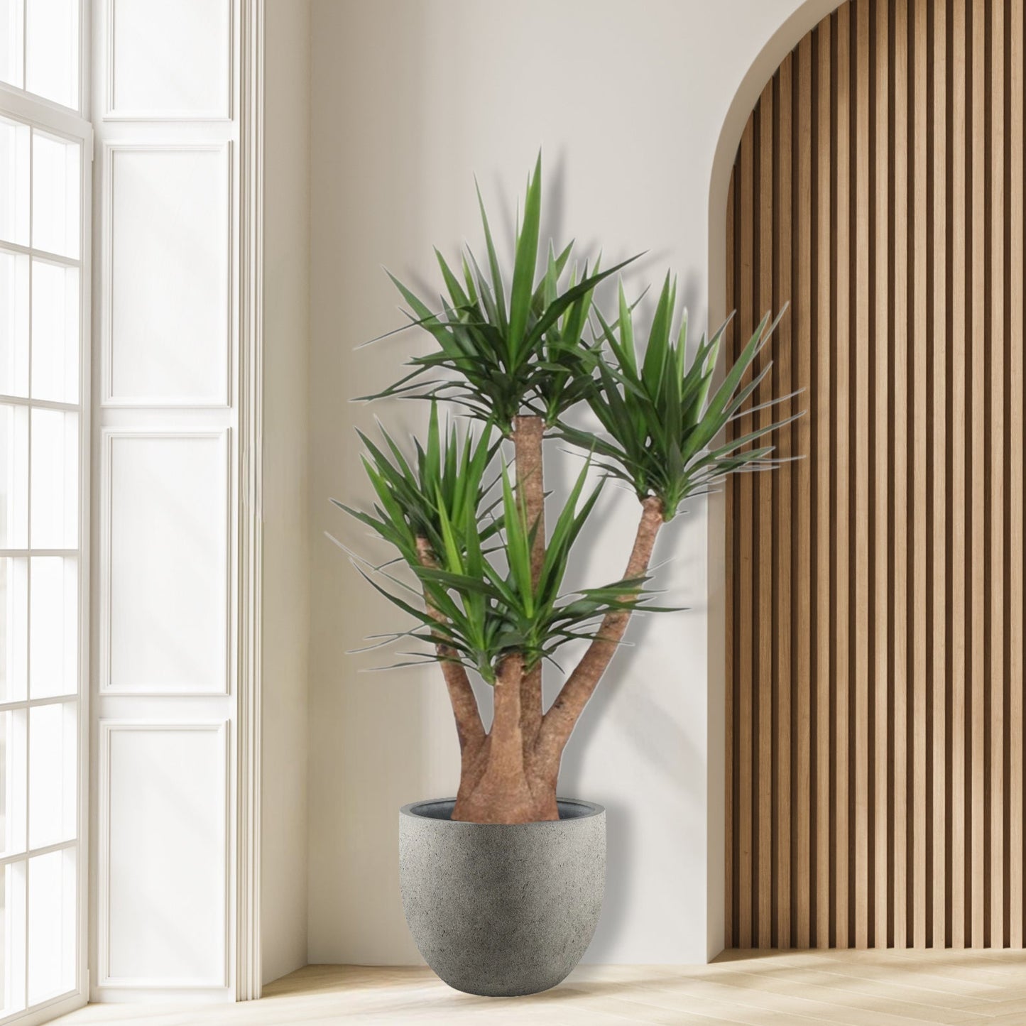 Yucca Elephantipes vertakt - 170 cm - ø45