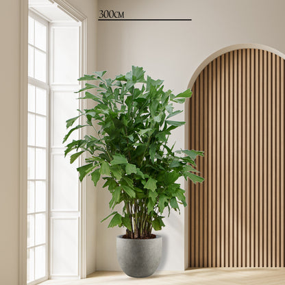 Caryota Mitis - 140 tot 250 cm