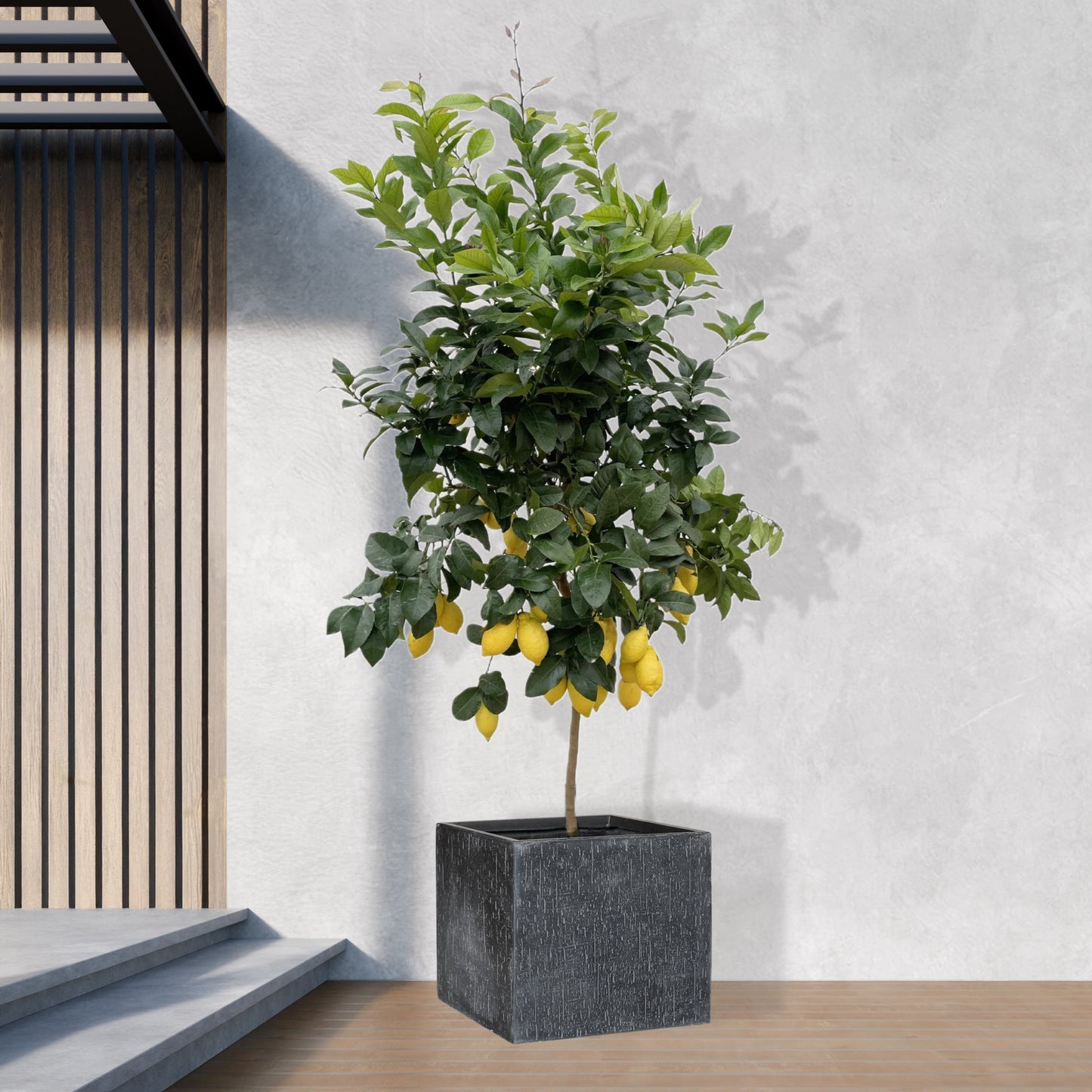 Citrus Lemon (Citroenboom) 150cm & 200cm