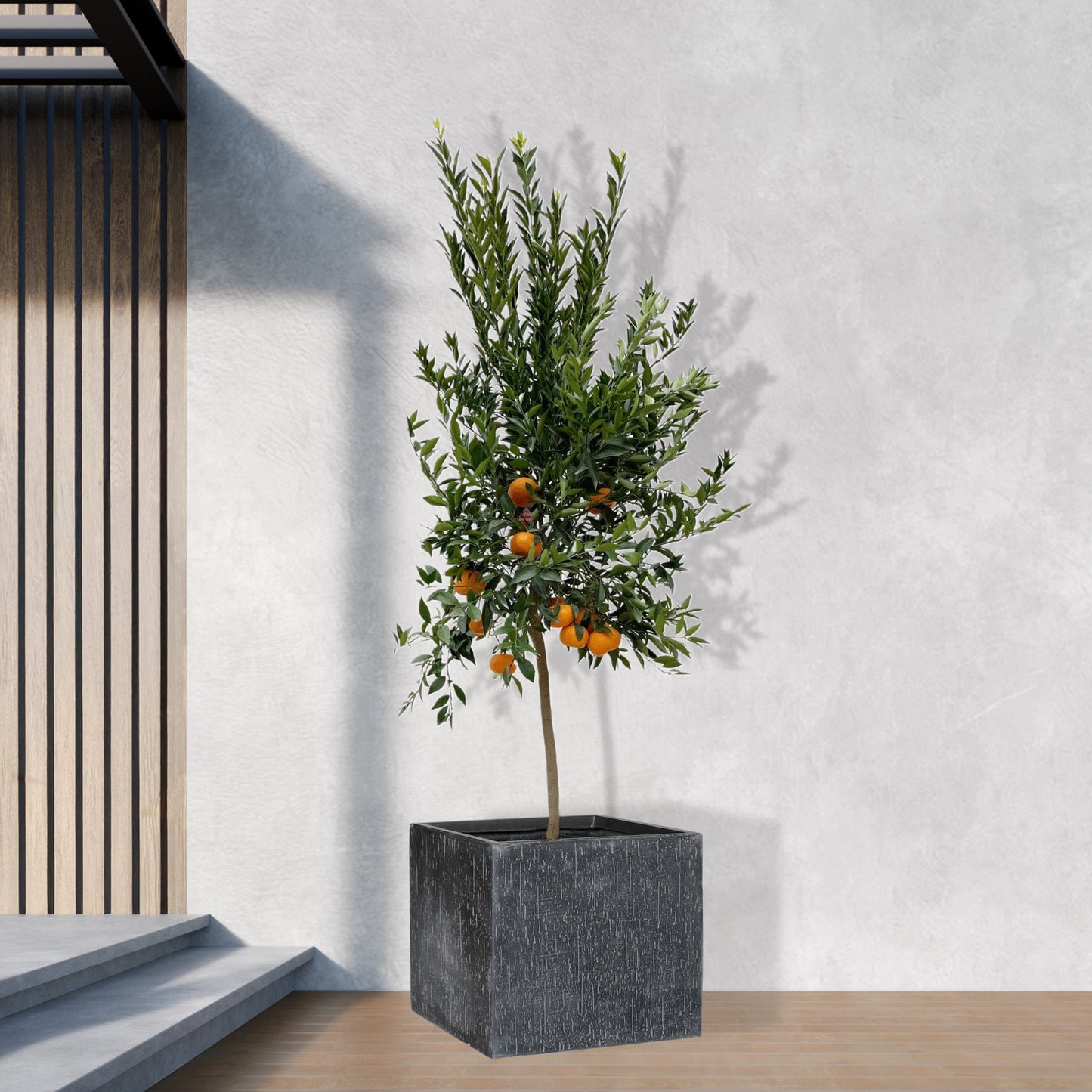 Citrus Mandarino - 200 cm - ø40