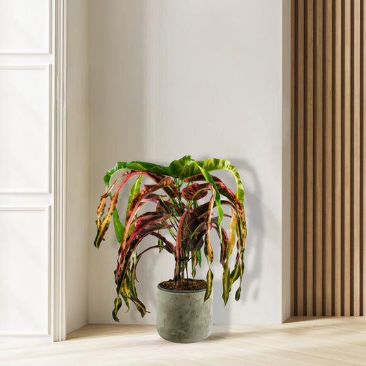 Croton Dreadlock - ↕85cm  Ø19cm