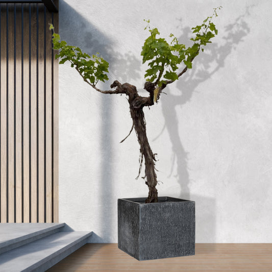 Druivenboom (Vitis Vinifera) stam vertakt - 220cm - ø55