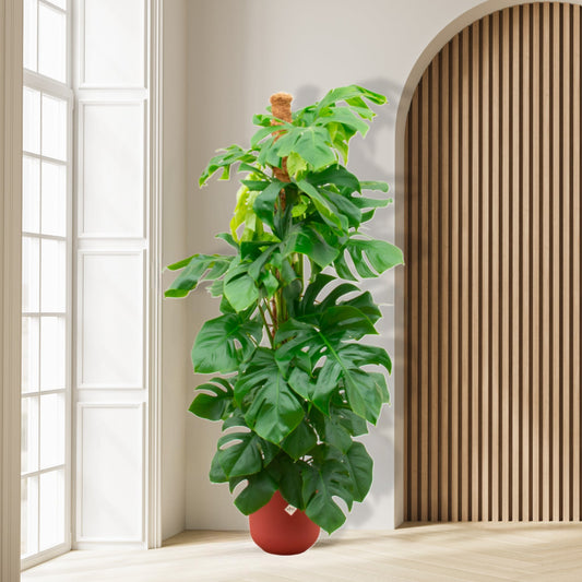Combi deal - Monstera XL inclusief Elho Jazz Pot - 150cm