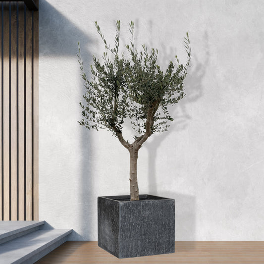 Olea Europaea Cultivo - 220cm- Ø40