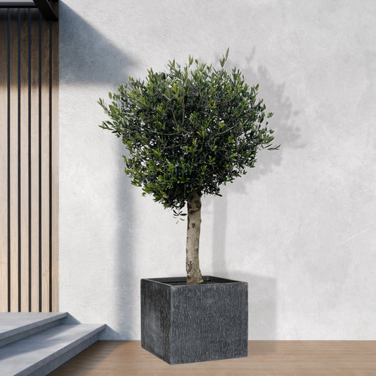 Olea Europaea Lorc - 180cm- Ø50