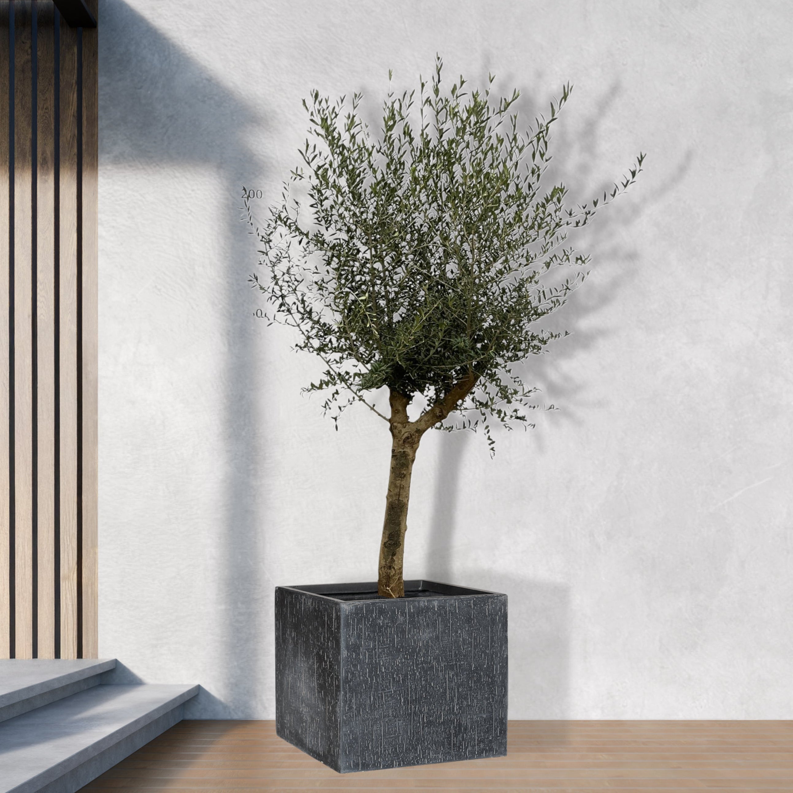 Olea Lorc - 200 cm - Ø45cm