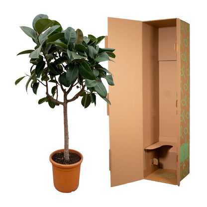 Ficus Elastica Robusta op stam - 190 cm - ø40