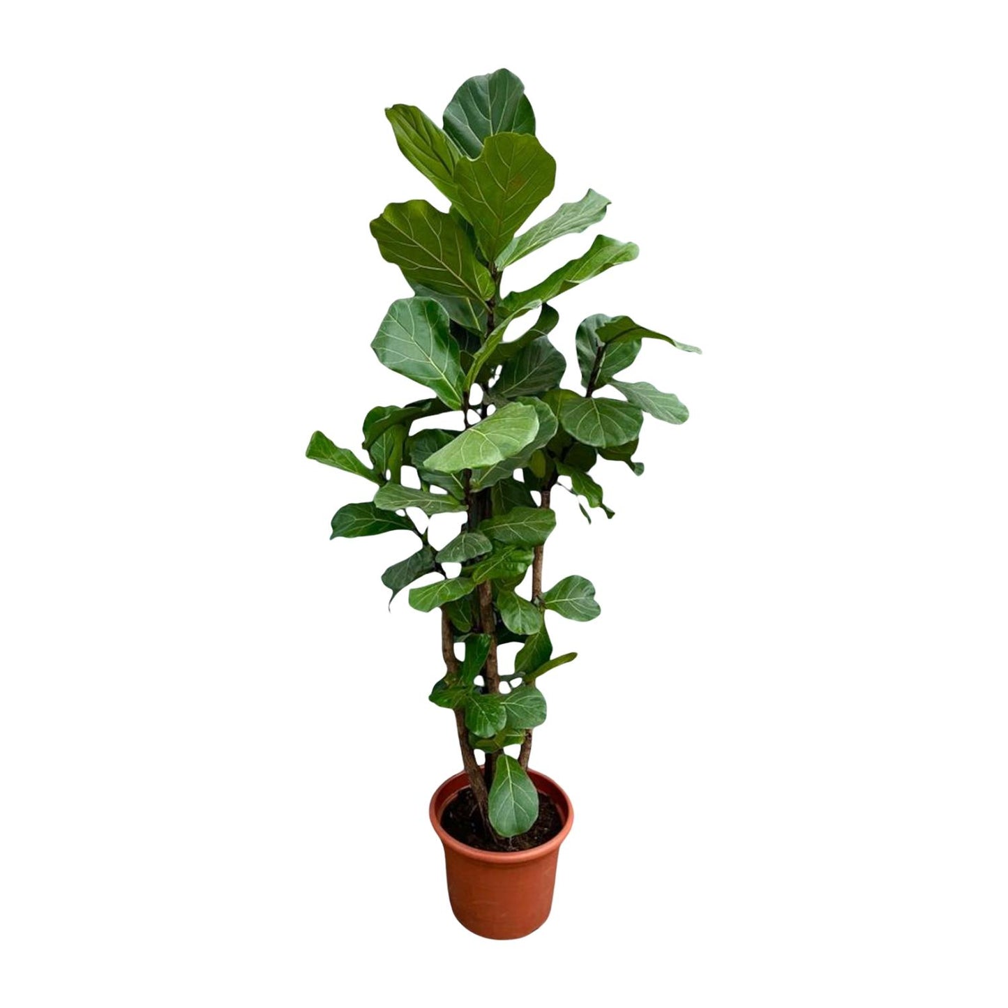 Ficus Lyrata vertakt XXXL 220cm tot 170cm