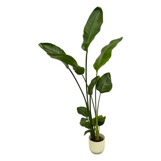 Strelitzia Nicolai inclusief elho Vibes Pot - 100 cm