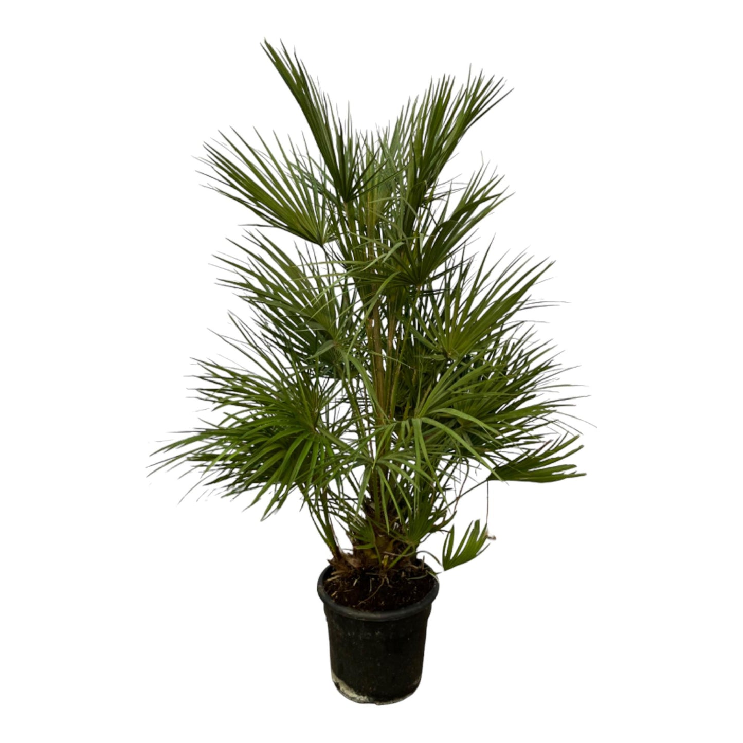 Chamaerops Humilis 100 tot 180cm