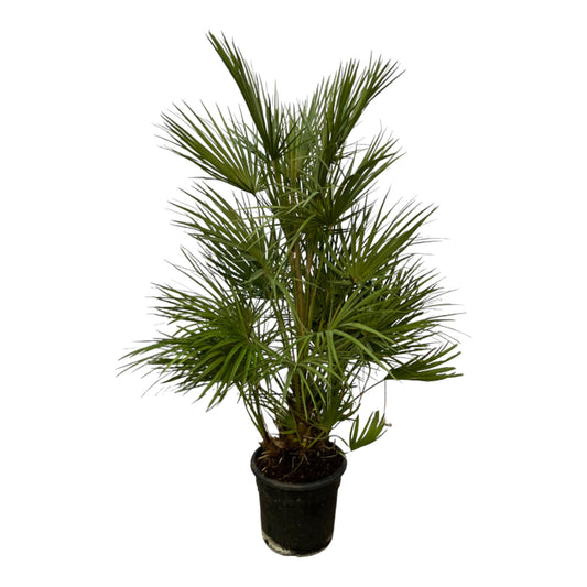 Chamaerops Humilis 100 tot 180cm