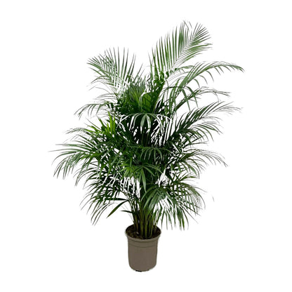 Areca palm - 150 tot 240 cm