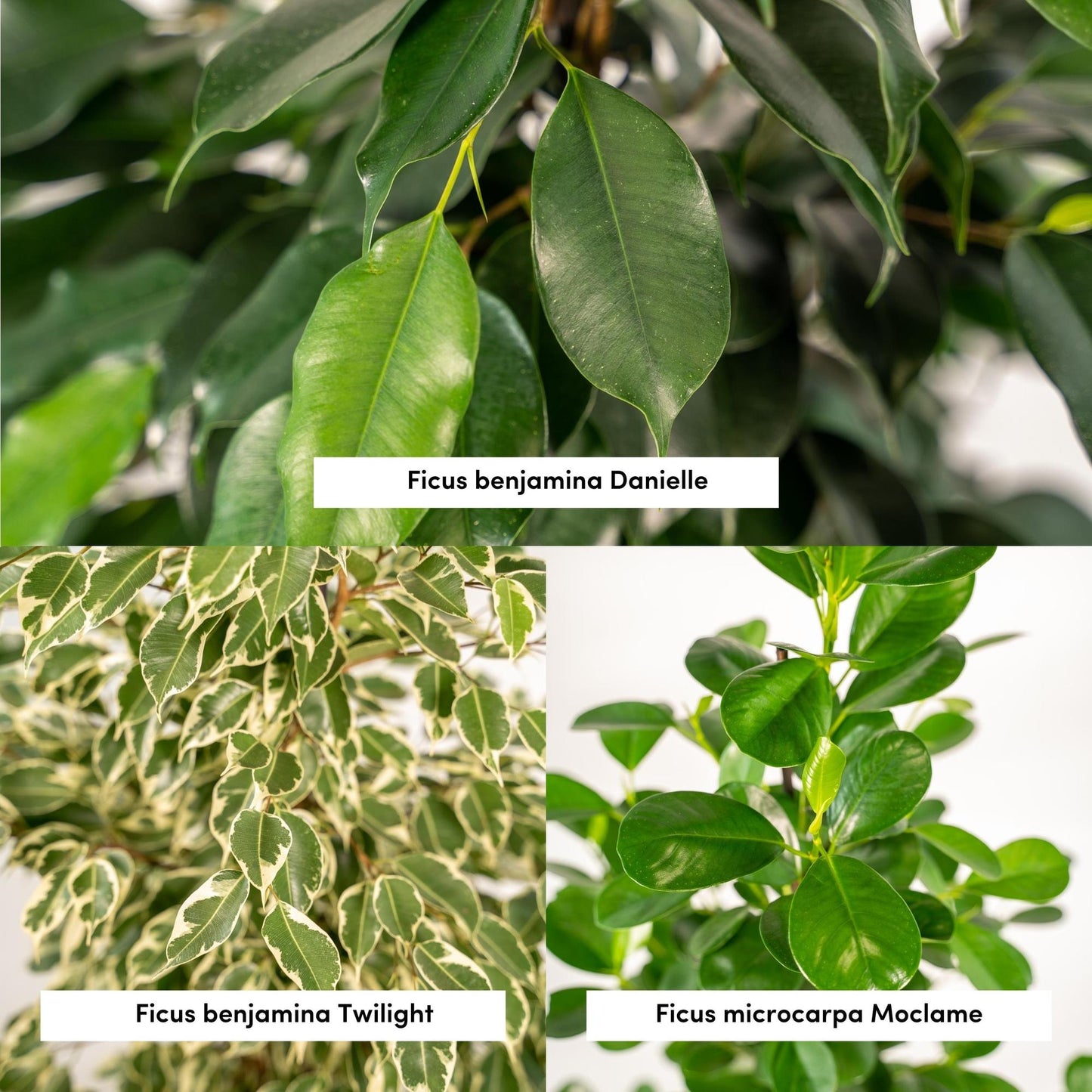 Planten Bundel | Ficus Fusion