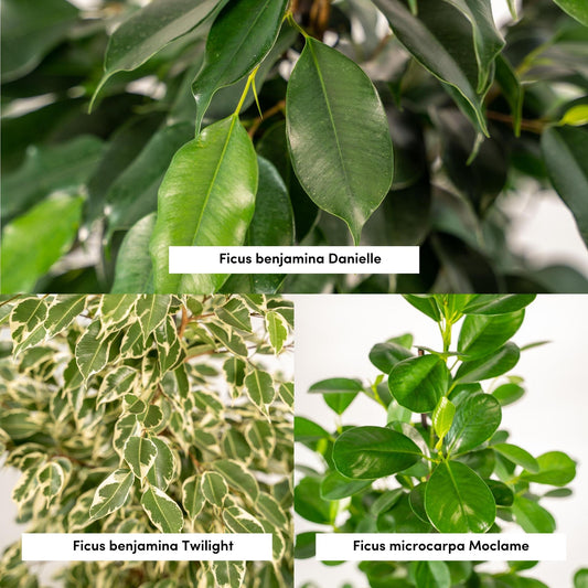 Planten Bundel | Ficus Fusion