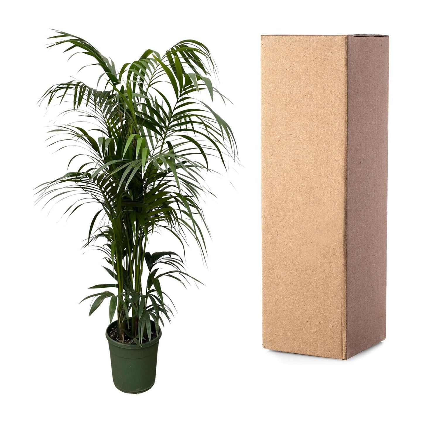 Kentia palm - 260cm tot 160cm