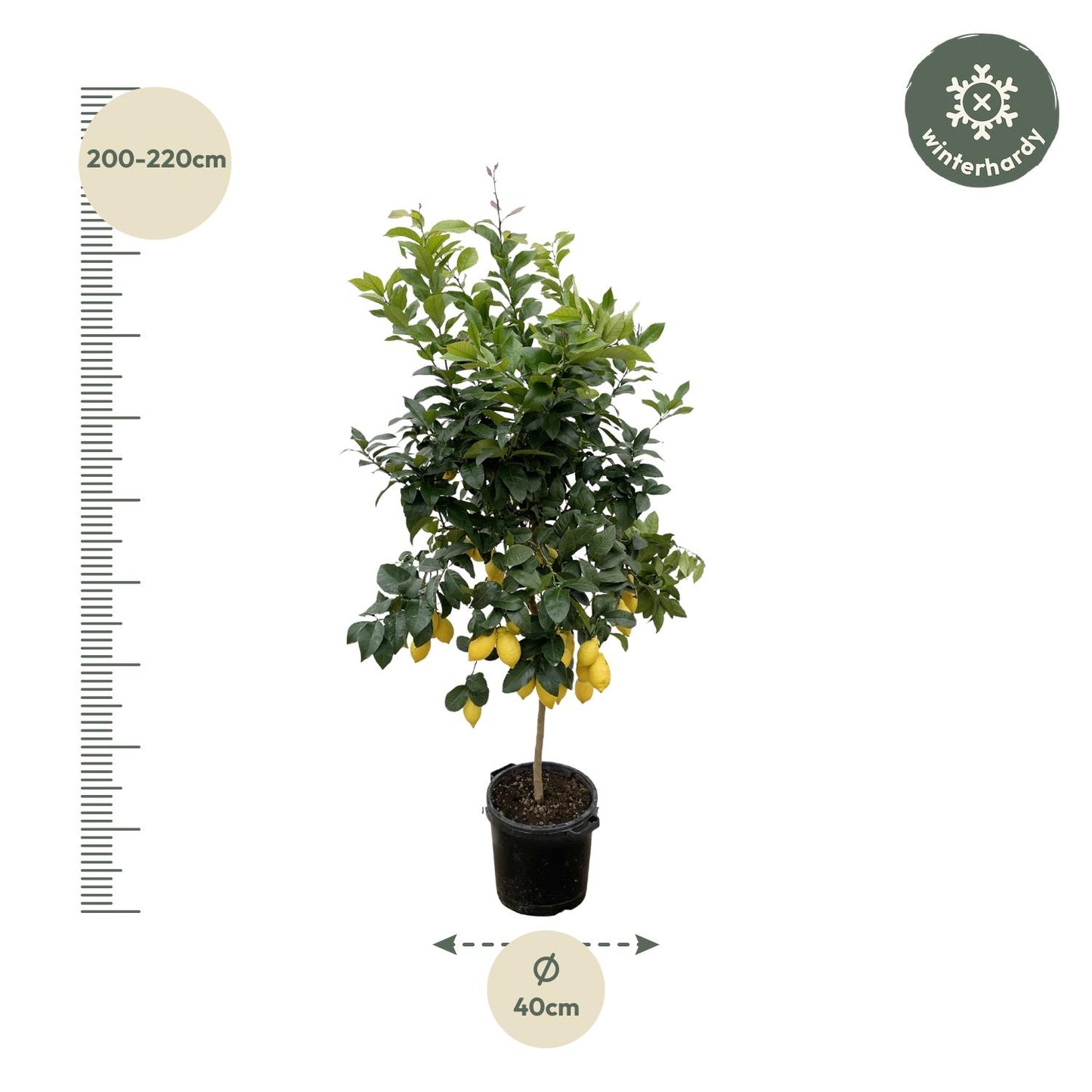 Citrus Lemon (Citroenboom) 150cm & 200cm